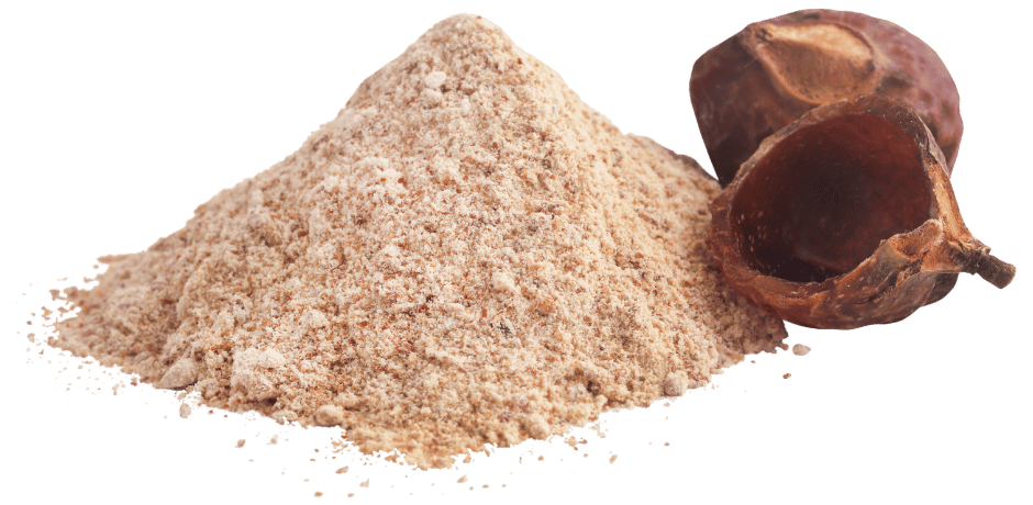 Soply_Sapindus mukorossi2